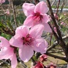 桃咲いて年度開始の新布陣