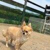 老犬ホームあん|新人さんメイ^^
