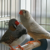 『夫婦で撮影していたのに…』他　今日の錦華鳥・春夏秋冬