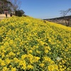 菜の花が見頃の「マザー牧場」と、雛祭り