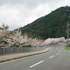 海へ、桜を見に行った（ドライブ）