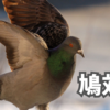 鳩対策してきた件。