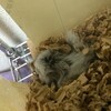 しろあん86日目