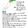 お野菜データVol2　「ダイコン」