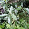 「いくらか（少し）」涼しいけれど