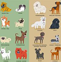 犬種とは 動植物の人気 最新記事を集めました はてな