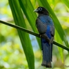 ベリーズ　動物園の野鳥たち