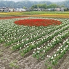 羽村市　チューリップまつり2021 炭火屋 串RYU