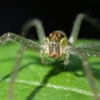 🕷森の中で昆虫撮影しました😊