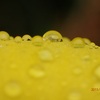 梅雨の黄色い花　カンナにも　Also  among Canna yellow flowers  in the rainy season