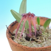 Bulbophyllum sp.