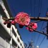 空と梅の花のコントラスト