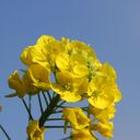 　　　　　　　　渥美の旅人　　フォトブック