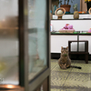 地元繁華街のねこさん