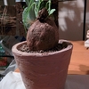 人気の塊根植物、ステファニア・ヴェノサを鉢に植えてみた。
