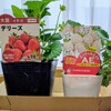 育てることにしました