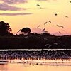 夕焼けが彩るシラサギの大群