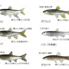 “フライをやろう！”  〜止まらぬ欲望　ロッド編〜