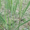 稲の「ひこばえ」稲孫の成長に興味津々