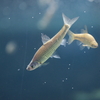 モツゴ Pseudorasbora parva