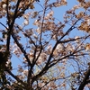 山の「桜を見る会」これは山桜？　