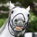 ガイアフォース大好き競馬