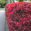 神奈川の内陸部も灯台（とうだん）つつじが紅葉しています