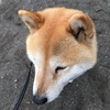 今日の柴犬の小麦さん