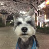 夜桜とはなのみち