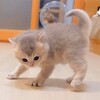 可愛いネコちゃんシリーズー1・・・