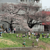 散りゆく桜と野鳥