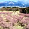 南外輪山、ほのかに春色　サクラ６７００本見頃