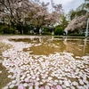 近所の散り桜