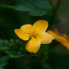 山吹の花