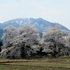 阿賀町黒岩の夫婦桜2024(4/13)