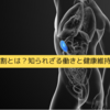 脾臓の役割とは？知られざる働きと健康維持のポイント