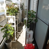 ベランダガーデニング 花台と板壁のdiy完成 あとはバラの開花を待つばかり 月収12万 30代独身女の在宅ワークで小さな一人暮らし
