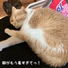 雨田甘夏、距離感です。【猫とベッドと場所取り事情】