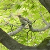 五月前半の野鳥写真