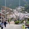 徳源院枝垂れ桜その１（米原市清滝）