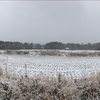 2021/01/03 日曜日　一日中雪が降る