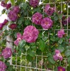 川越便り・薔薇アルバム篇