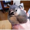 新しい家族・・1/2の確率で