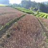 芽が伸び再び緑色になる深刈りした畑