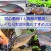 初心者向け！飼育が簡単キレイな日本淡水魚おすすめ20選を紹介