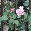 薔薇