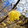 宝登山へ🌼