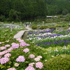 滝谷の花菖蒲園。