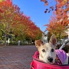 街の中も紅葉