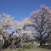 実相寺の神代桜